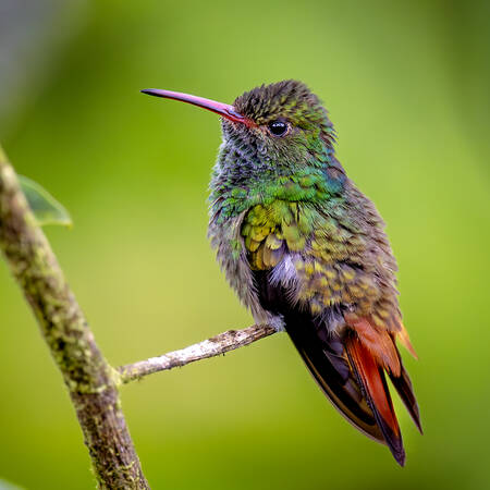 Guams/kolibri_blog